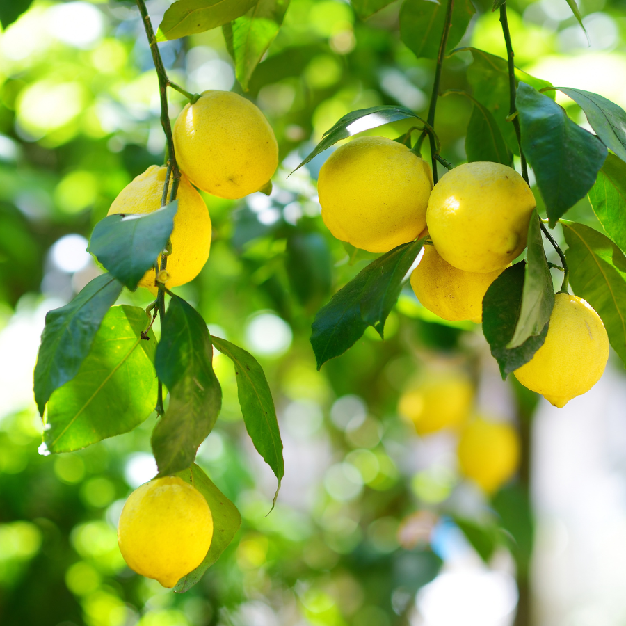 Aceite esencial orgánico de Limón